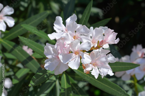 Common oleander