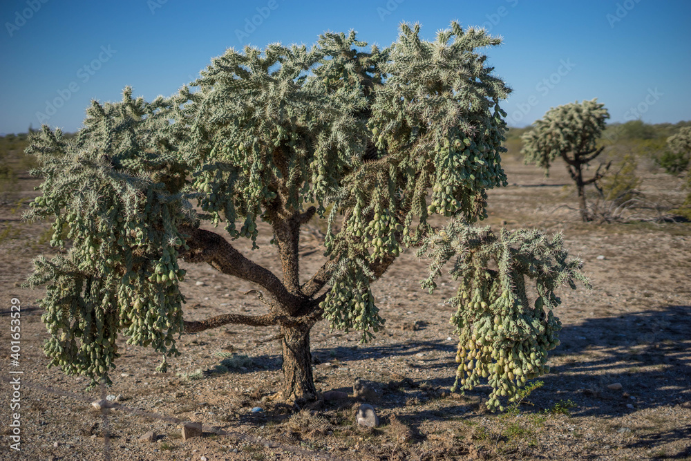 little tree in the desert little tree in the desert