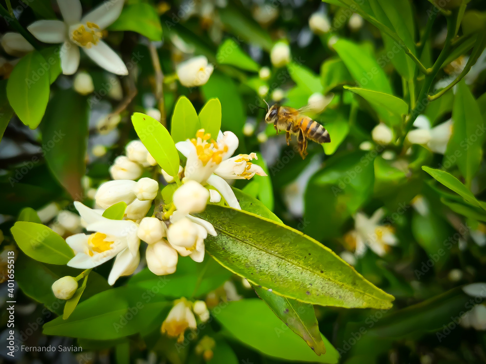 Fototapeta premium Pollinating