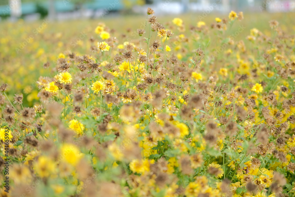 Withered yellow chrysanthemum flower in flora meadow field