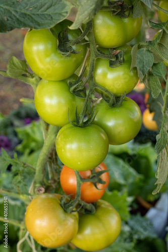 Wallpaper Mural Tomato plantation with many of raw and ripe tomatoes hanging on the plant Torontodigital.ca