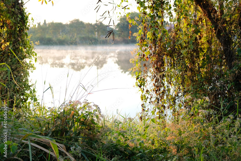 Fototapeta premium grass with fog on pond lake swamp. foggy morning