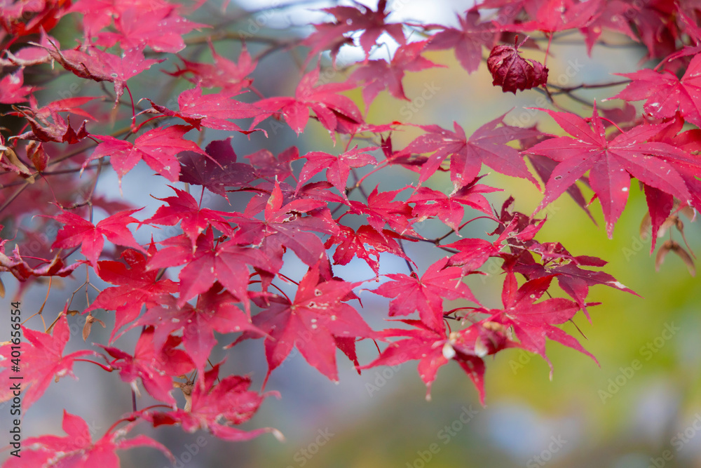 紅葉 紅葉