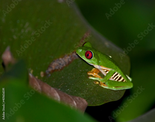 Red-eyed Tree Frog © Nina