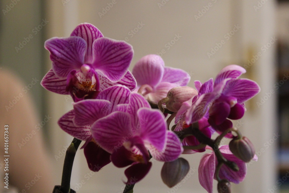 Orchidee, Blüte, Orchidee, Blüte,