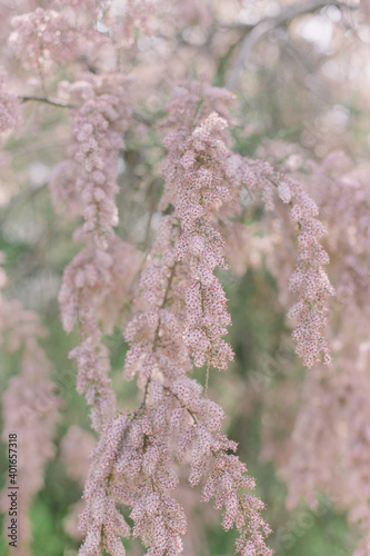 blossom in spring