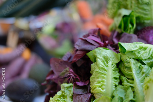 lettuce vegetable. fresh organic vegetables harvest