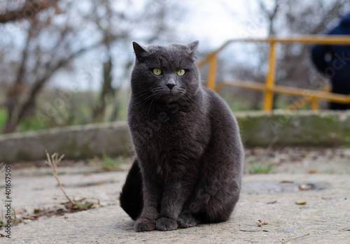 A gray cat walks down the street. Street, yard cat.