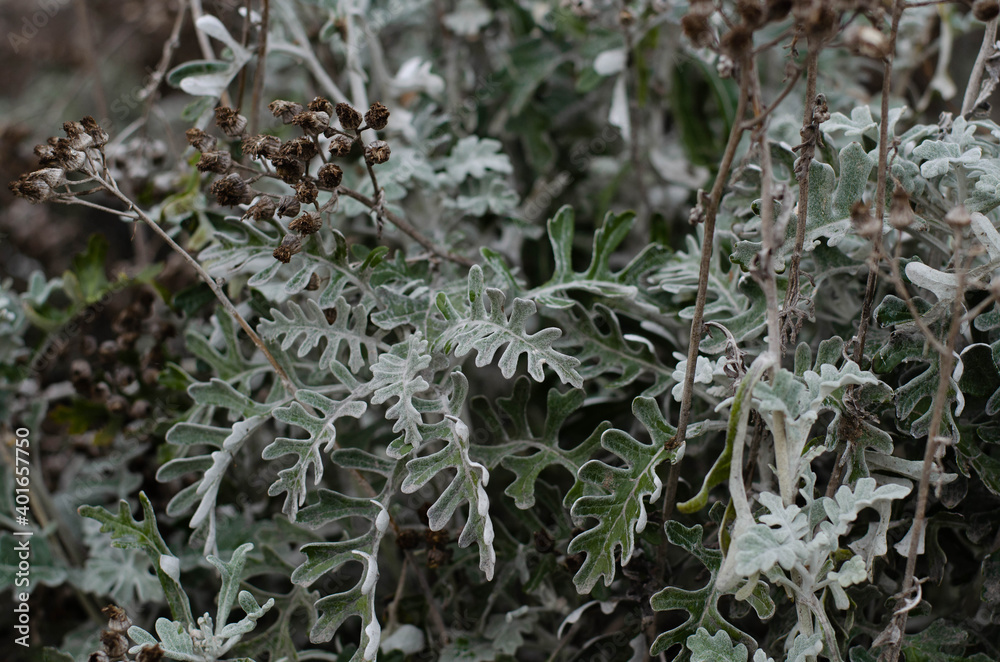 Fern leaves. Green forest moss. Rosemary.