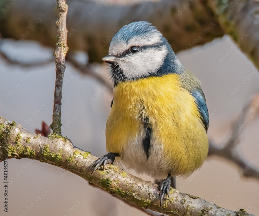 Obraz premium Blaumeise im Baum