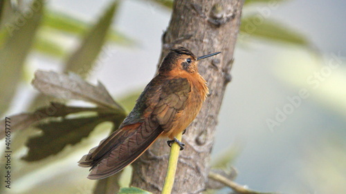 Shining sunbeam (Aglaeactis cupripennis) perched pm a twig in the Antisana Ecological Reserve, outside of Quito, Ecuador photo