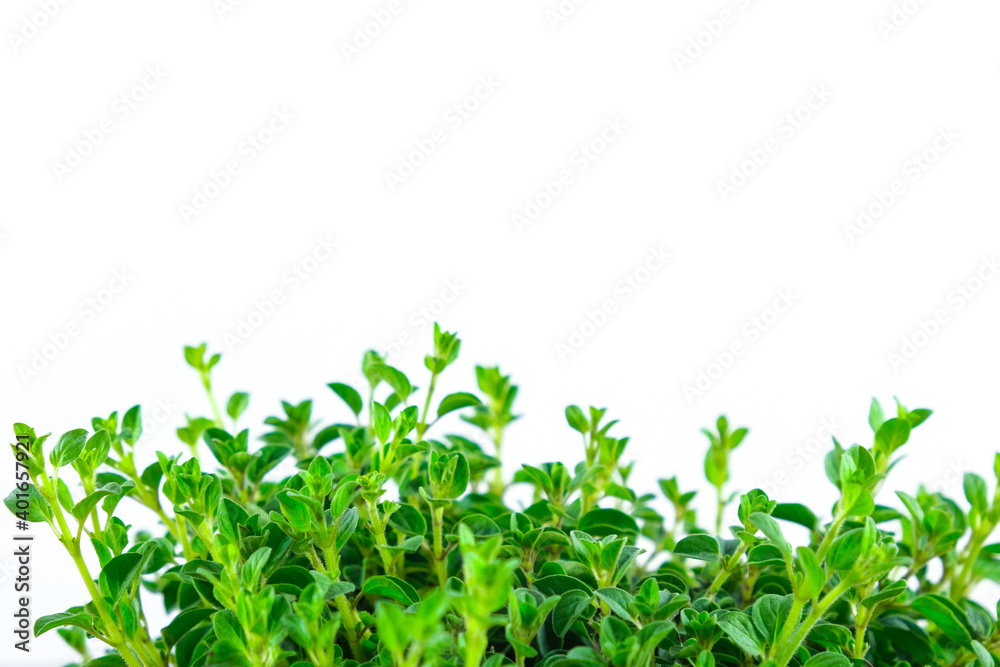 Fresh oregano plant on a white background. Copy space Fresh oregano plant on a white background. Copy space