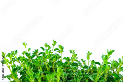 Fresh oregano plant on a white background. Copy space