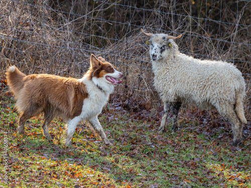 Fototapeta Naklejka Na Ścianę i Meble -  australian shepherd dog and sheep on a farm - dog is grazing - herding the sheep