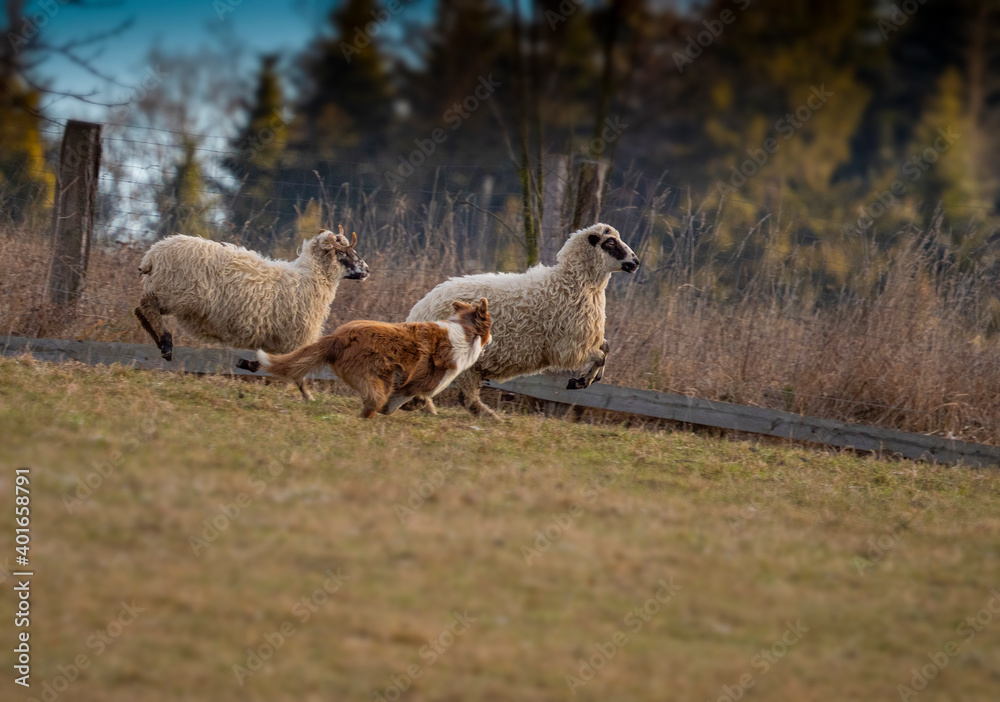 australian shepherd dog and sheep on a farm - dog is grazing - herding the sheep australian shepherd dog and sheep on a farm - dog is grazing - herding the sheep