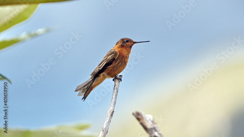 Shining sunbeam (Aglaeactis cupripennis) perched on a twig in the Antisana Ecological Reserve, outside of Quito, Ecuador photo