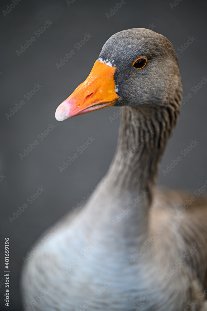 Greylag goose in Kelsey Park, Beckenham, London. Head of a greylag goose with body out of focus. Greylag geese are common in Kelsey Park, Beckenham, Kent. Greylag goose (Anser anser), UK. Greylag goose in Kelsey Park, Beckenham, London. Head of a greylag goose with body out of focus. Greylag geese are common in Kelsey Park, Beckenham, Kent. Greylag goose (Anser anser), UK.