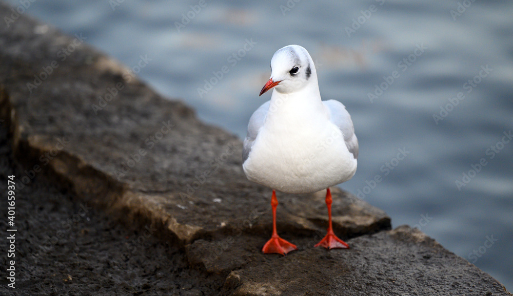 Fototapeta premium Black-headed gull in winter plumage in Kelsey Park, Beckenham, Greater London. A black-headed gull stands by the lake in Kelsey Park, Beckenham. Black-headed gull (Chroicocephalus ridibundus), UK.