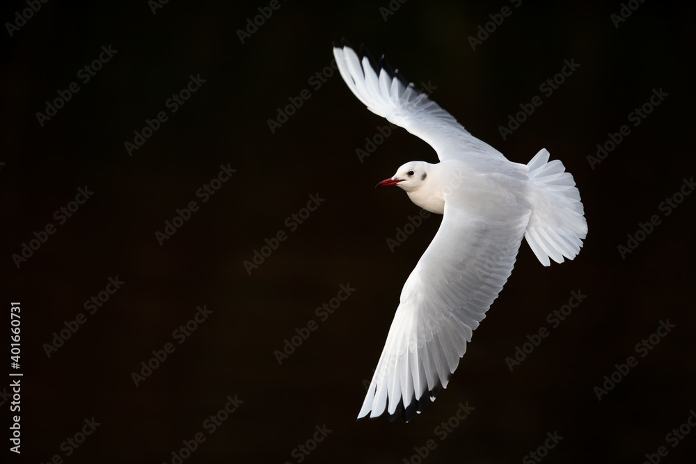 A black-headed gull (Chroicocephalus ridibundus) flying with spread wings in front of a black background. A black-headed gull (Chroicocephalus ridibundus) flying with spread wings in front of a black background.
