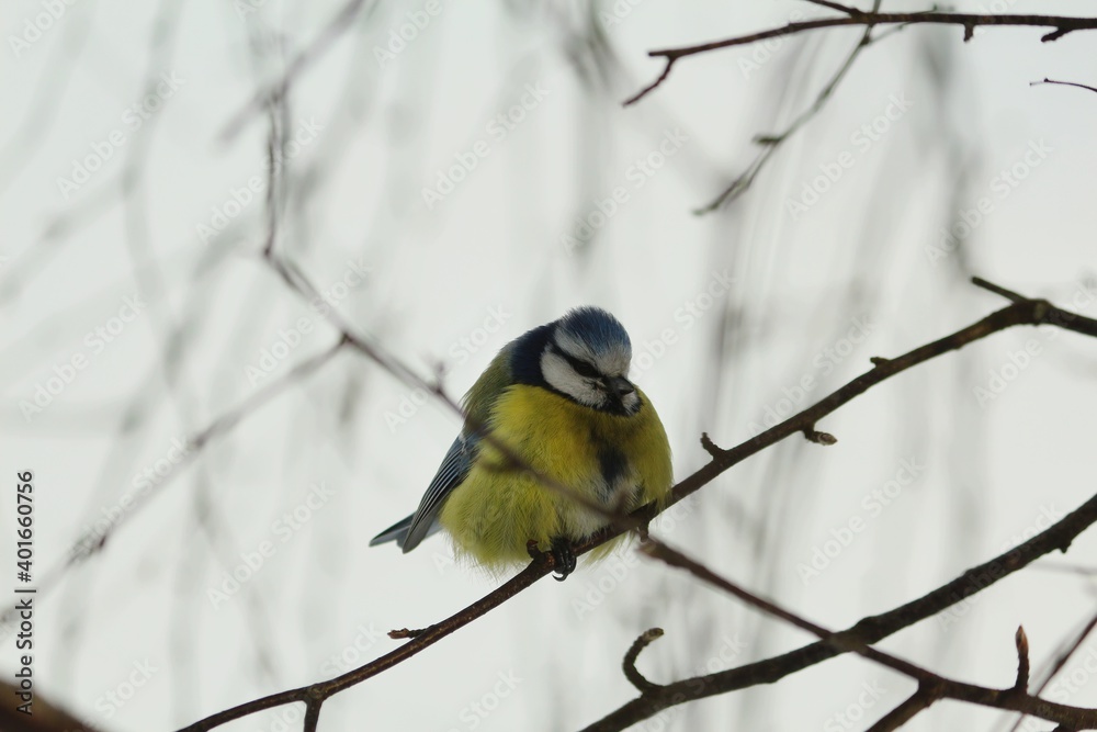 The Eurasian blue tit or Cyanistes caeruleus sits huddled in birch branches on a cloudy winter day. A small fluffy blue tit with a bright yellow breast sits on a bare birch twig.
The Eurasian blue tit or Cyanistes caeruleus sits huddled in birch branches on a cloudy winter day. A small fluffy blue tit with a bright yellow breast sits on a bare birch twig.