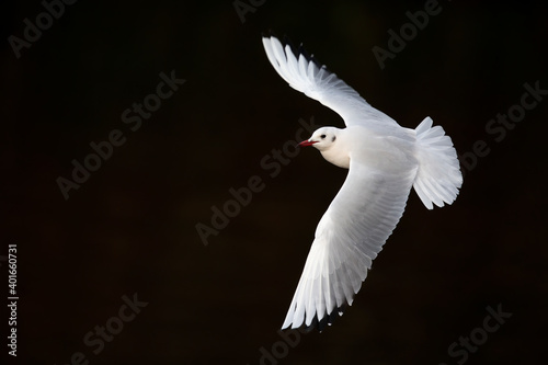 A black-headed gull (Chroicocephalus ridibundus) flying with spread wings in front of a black background.