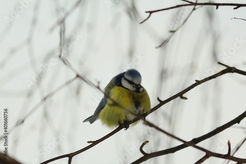  The Eurasian blue tit or Cyanistes caeruleus sits huddled in birch branches on a cloudy winter day. A small fluffy blue tit with a bright yellow breast sits on a bare birch twig. © svet_sin