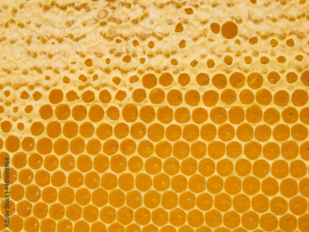 Fresh Honey In Comb. Beewax comb structure abstract pattern. Yellow Honey cells texture background.