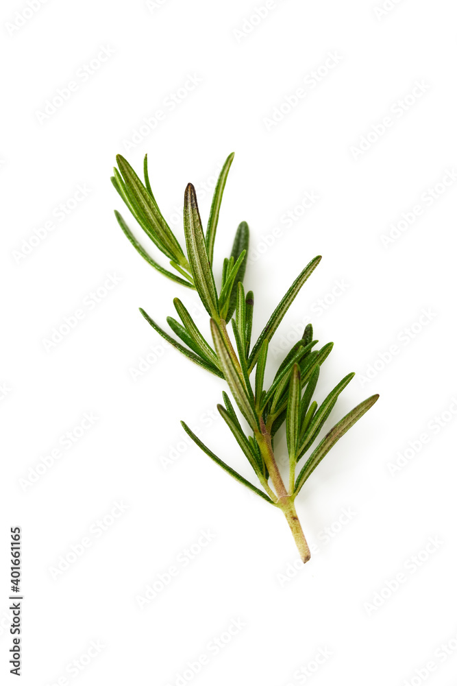 Fototapeta premium Fresh rosemary on white
