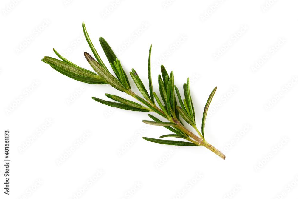 Fototapeta premium Fresh rosemary on white