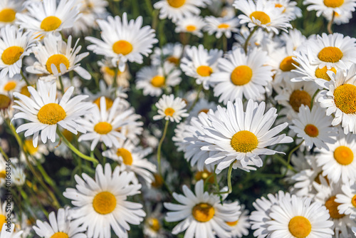 Closeup of pure white and bright yellow Common daisies in full bloom. In springtime the photo was taken in the field of a specialized flower seed grower on the former Dutch island of Tholen.