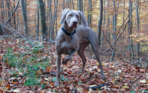 weimaraner