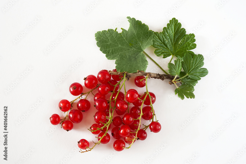 Small branch with ripe red currant berries Small branch with ripe red currant berries