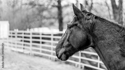 horse © Skykay
