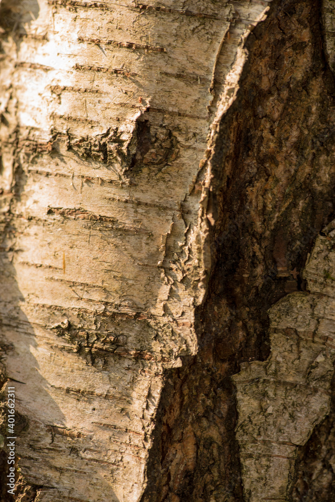 Old Birch Bark Old Birch Bark