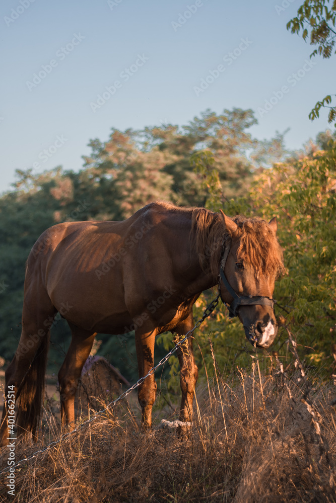 Fototapeta premium horse in the field