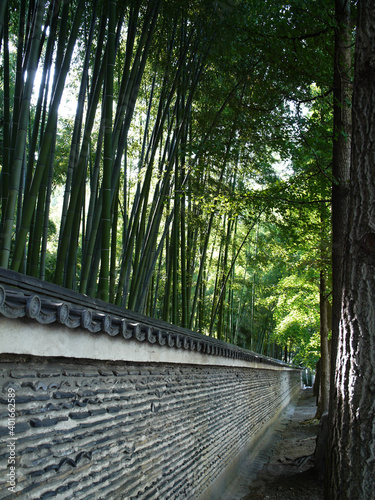 Bambuspfad in Kyoto  Japan