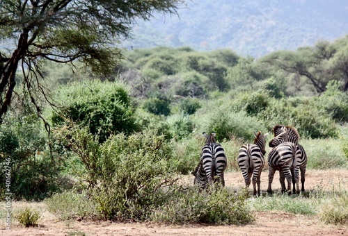 Zebras from Behind in Tanzanian Wilderness