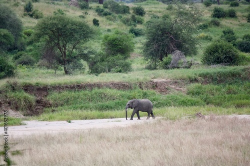 Elephant in Tanzanian Wilderness