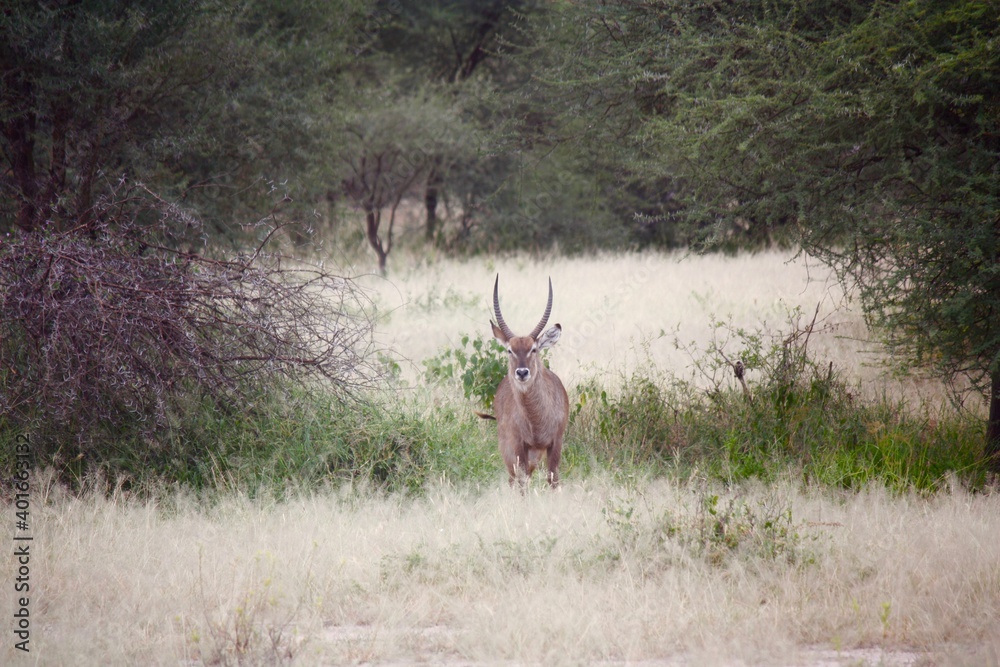 Waterbuck in Tanzania Waterbuck in Tanzania
