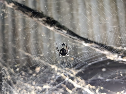 spider on web