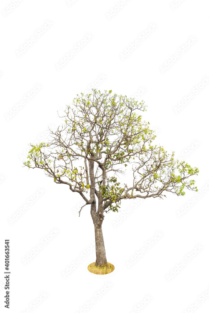 Tree Tree