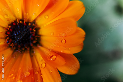 Gouttes de pluie sur les pétales d'une fleur orange de calendula