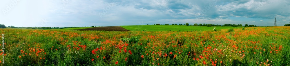 Panorama of a poppy field in the countryside in summer near the highway