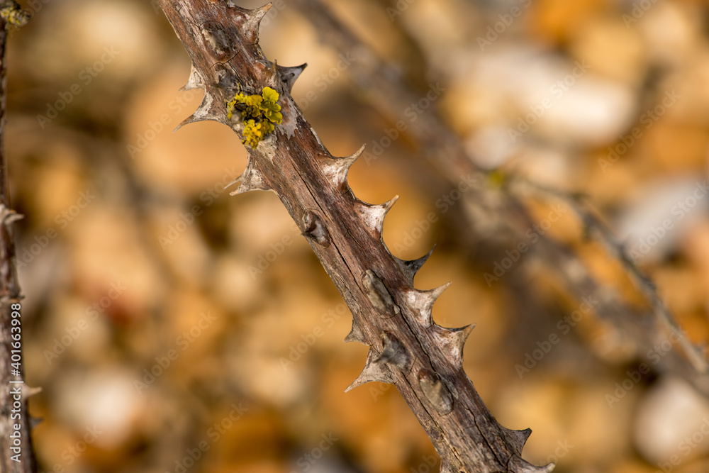 Obraz premium Bramble Thorns