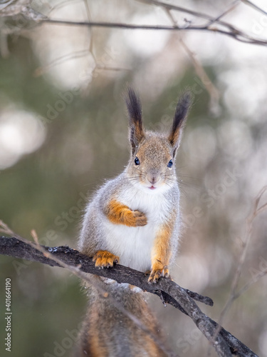 The squirrel sits on tree in the winter or late autumn