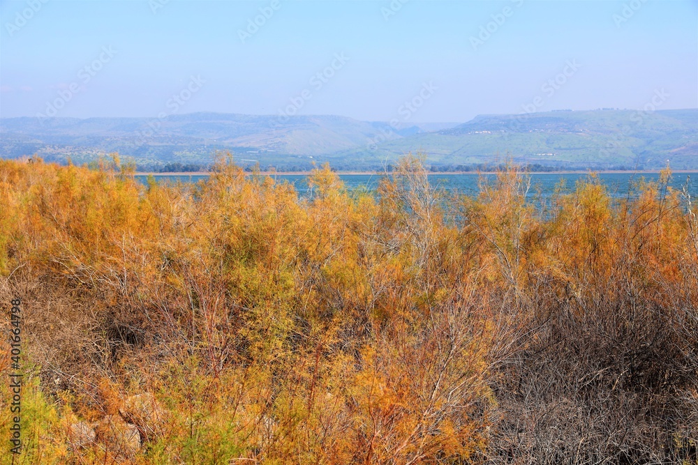 nature photography in israel on the shores of lake kinneret