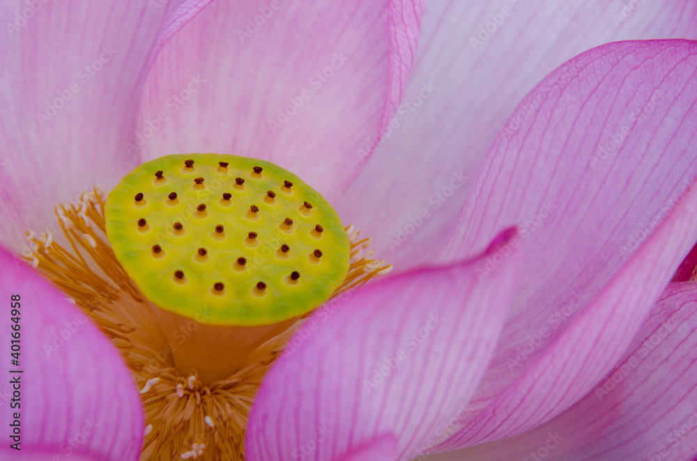 Close-up of lotus flower on the pond at sunrise. For thousands of years, the lotus flower has been admired as a sacred symbol. Close-up of lotus flower on the pond at sunrise. For thousands of years, the lotus flower has been admired as a sacred symbol.