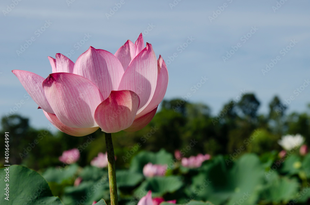 Pink lotus flower blooming in summer pond with green leaves as background