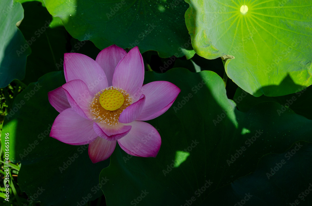 Close-up of lotus flower on the pond at sunrise. For thousands of years, the lotus flower has been admired as a sacred symbol. Close-up of lotus flower on the pond at sunrise. For thousands of years, the lotus flower has been admired as a sacred symbol.