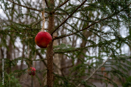 some Apples hang on a conifer tree at Christmas as food for birds
